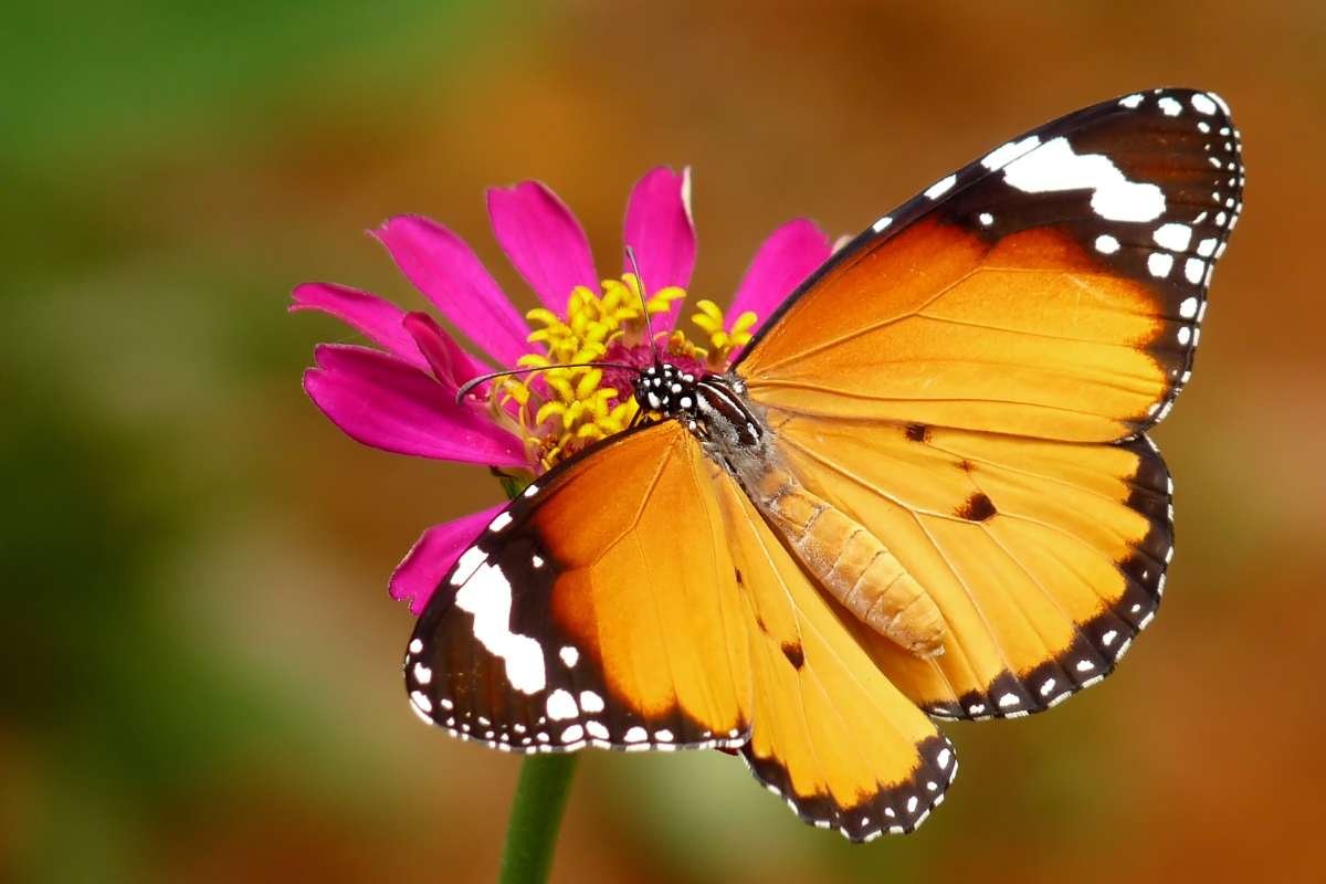 Top 12 Most Poisonous Butterflies & Nature’s Deadly Warnings | The Lifesciences Magazine