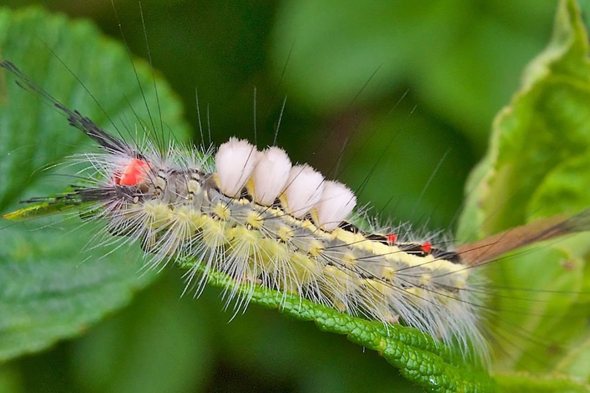Top 8 Most Poisonous Caterpillars in the World You Must Avoid | The Lifesciences Magazine