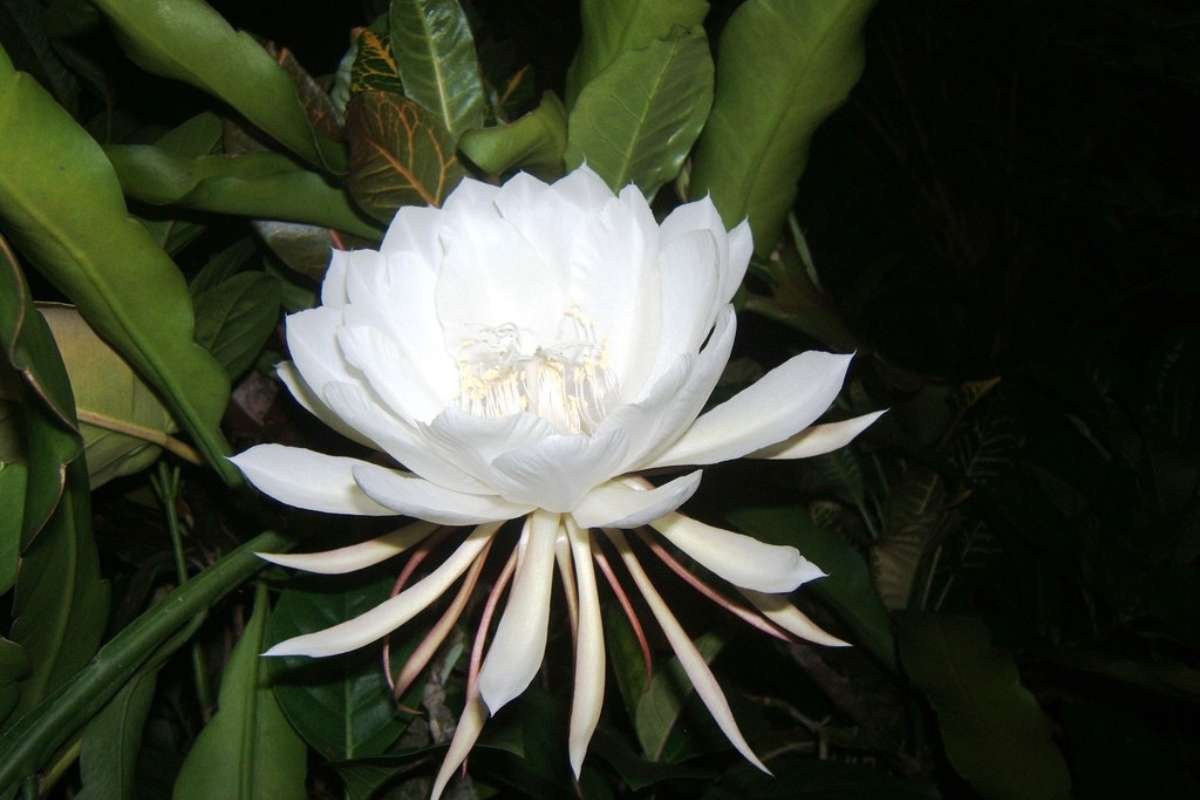 15 Flower That Only Blooms Once a Year, Rare & Beautiful | The Lifesciences Magazine