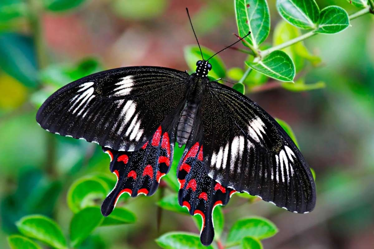 Top 12 Most Poisonous Butterflies & Nature’s Deadly Warnings | The Lifesciences Magazine