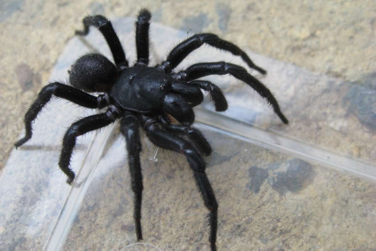 15 Most Poisonous Spiders in the World You Should Know | The Lifesciences Magazine