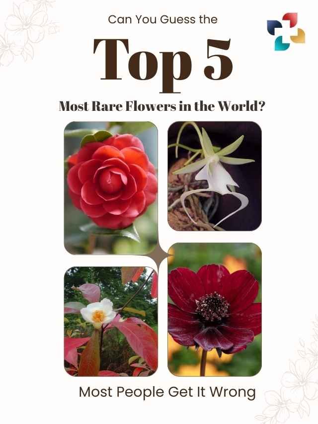 05 Most Rare Flowers in the World: Beauty, Mystery & Wonder