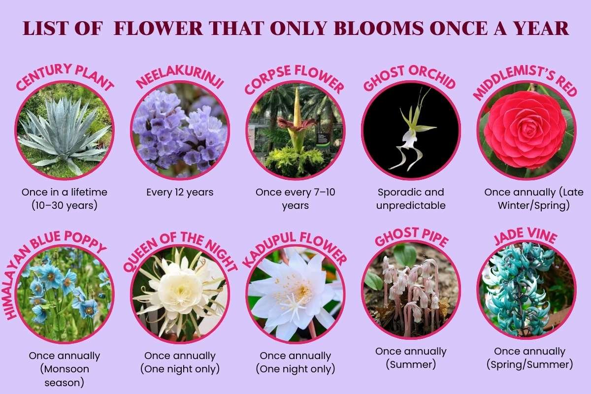 15 Flower That Only Blooms Once a Year, Rare & Beautiful | The Lifesciences Magazine