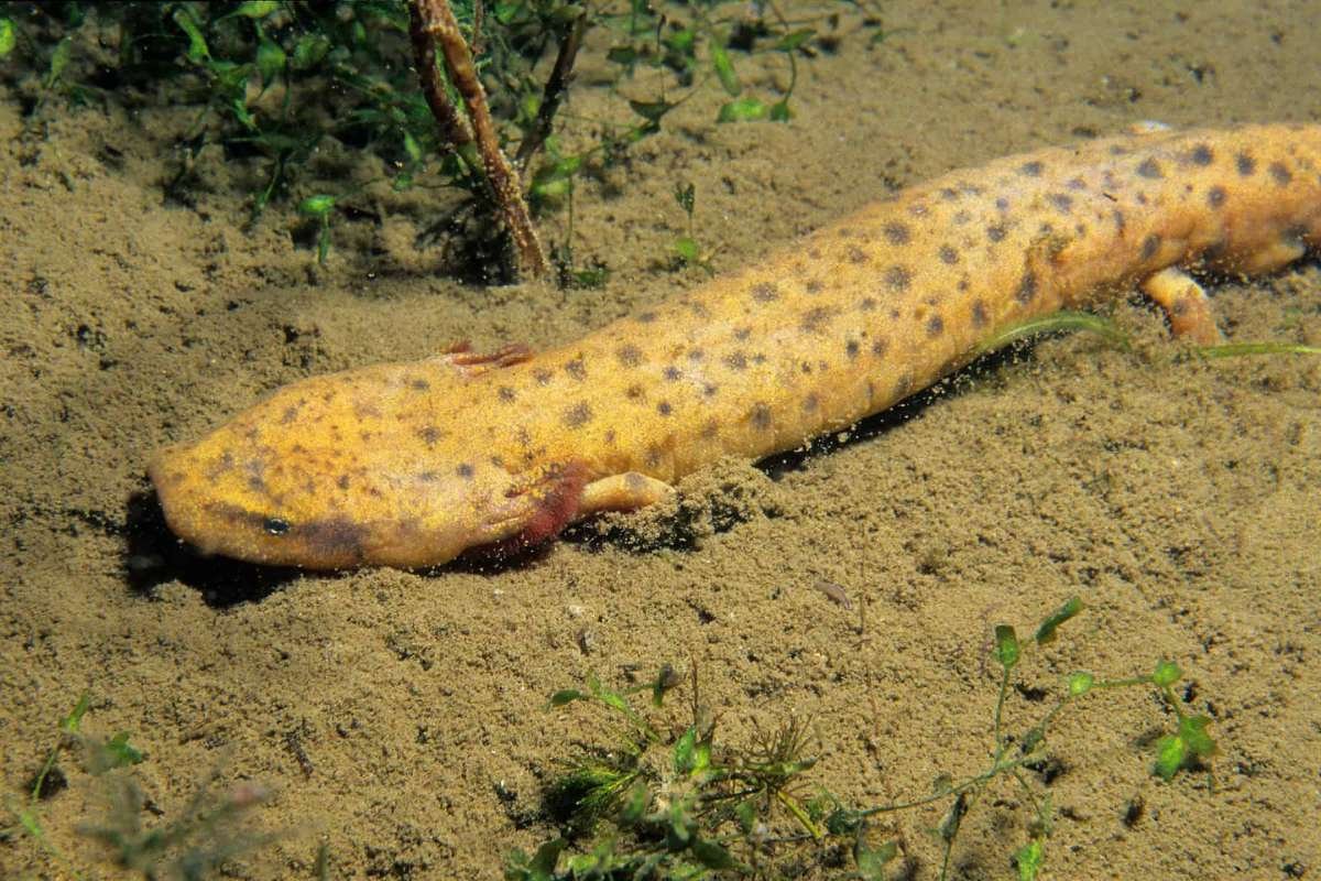 Amphibians That Never Grow Up: Nature’s Strange Survival Edge | The Lifesciences Magazine