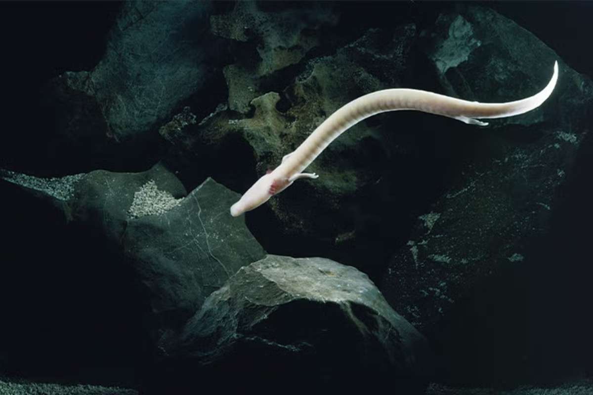 Amphibians That Never Grow Up: Nature’s Strange Survival Edge | The Lifesciences Magazine