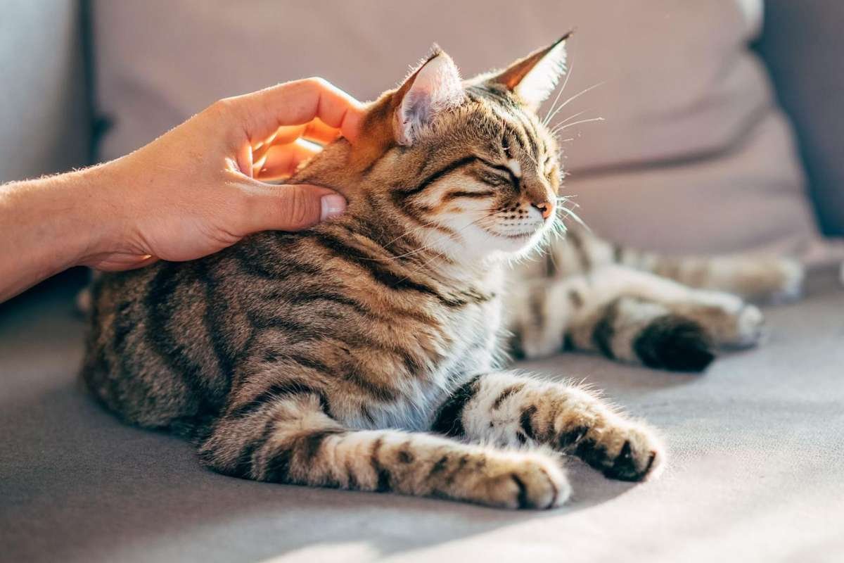 Genetic Map of Cat Cancers: Clues for Human Treatment | The Lifesciences Magazine