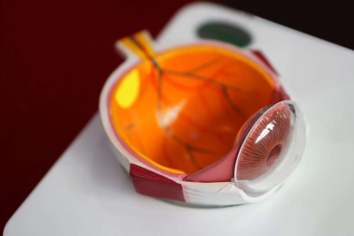 Metformin Use in Diabetes Patients Tied to Lower Odds of Intermediate Macular Degeneration | The Lifesciences Magazine