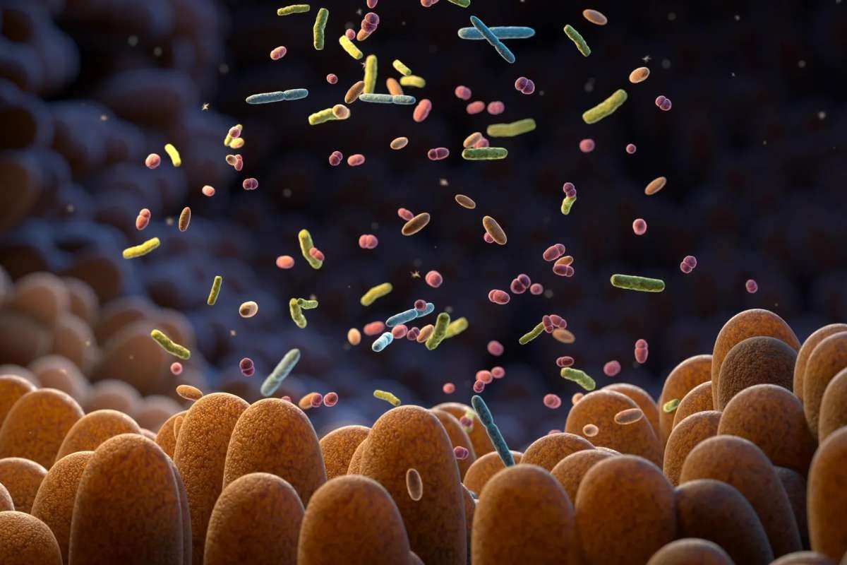 Gut Bacteria Anti-Aging Study Using Low-Dose Antibiotics | The Lifesciences magazine