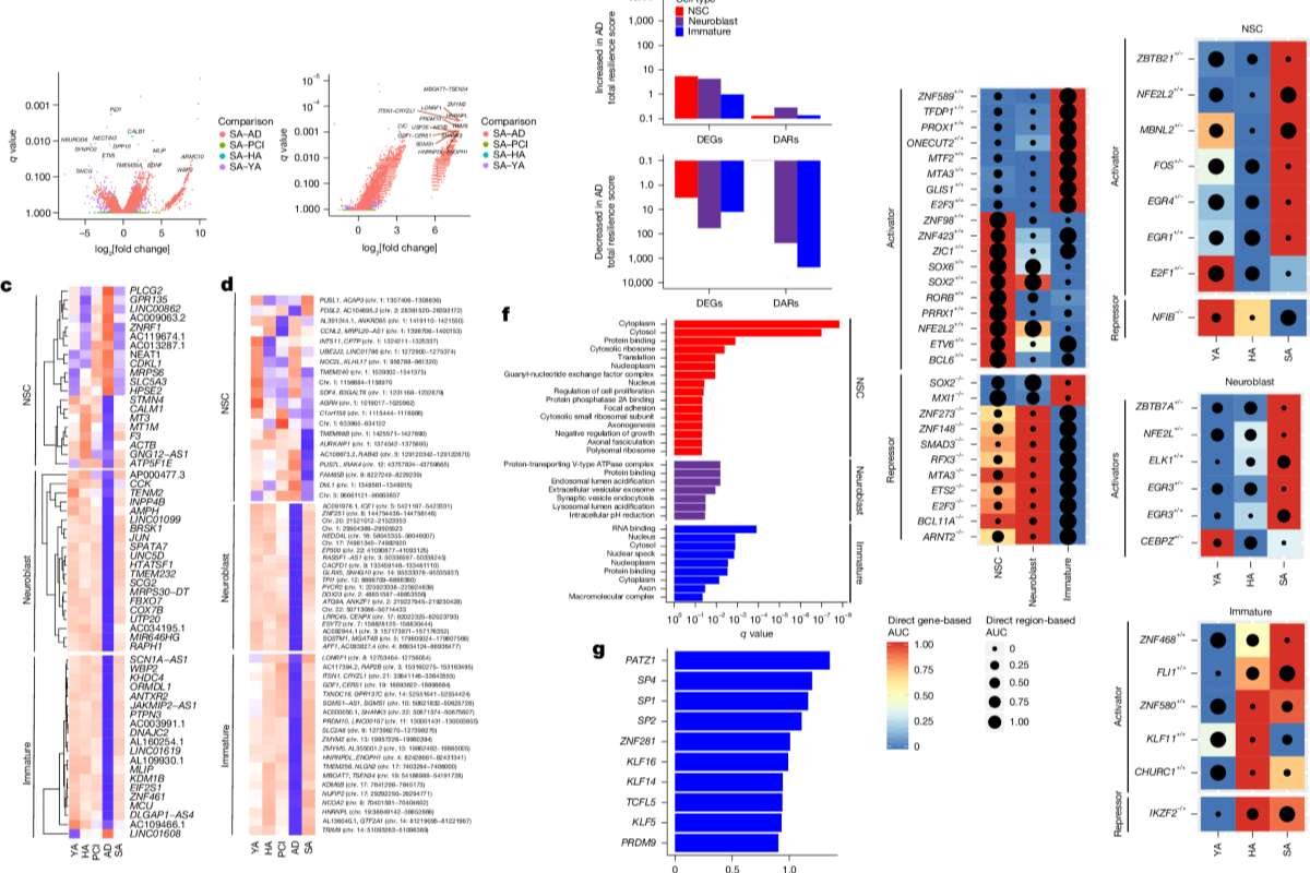 Adult Neurogenesis Study Links Molecular Signatures to Alzheimer’s | The Lifesciences Magazine