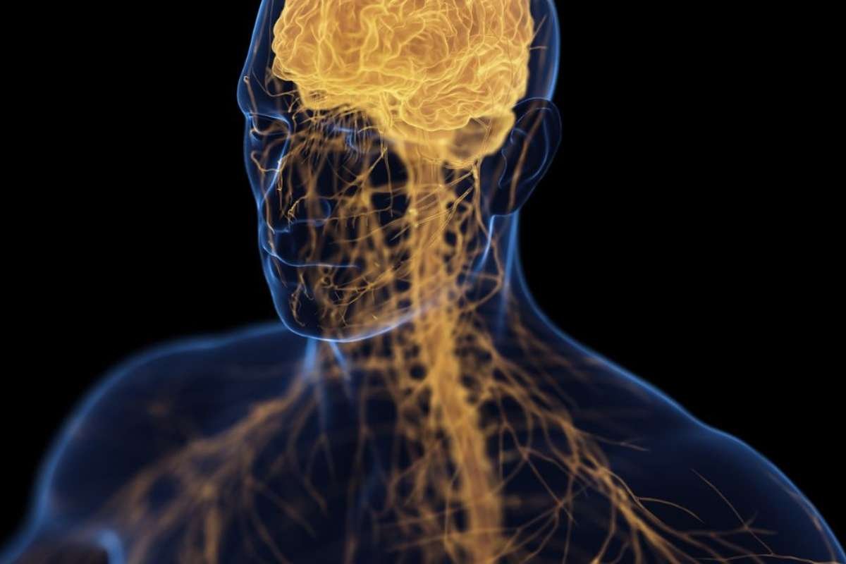 Brain-Bone Axis Study Suggests Link Between Depression and Osteoporosis | The Lifesciences Magazine