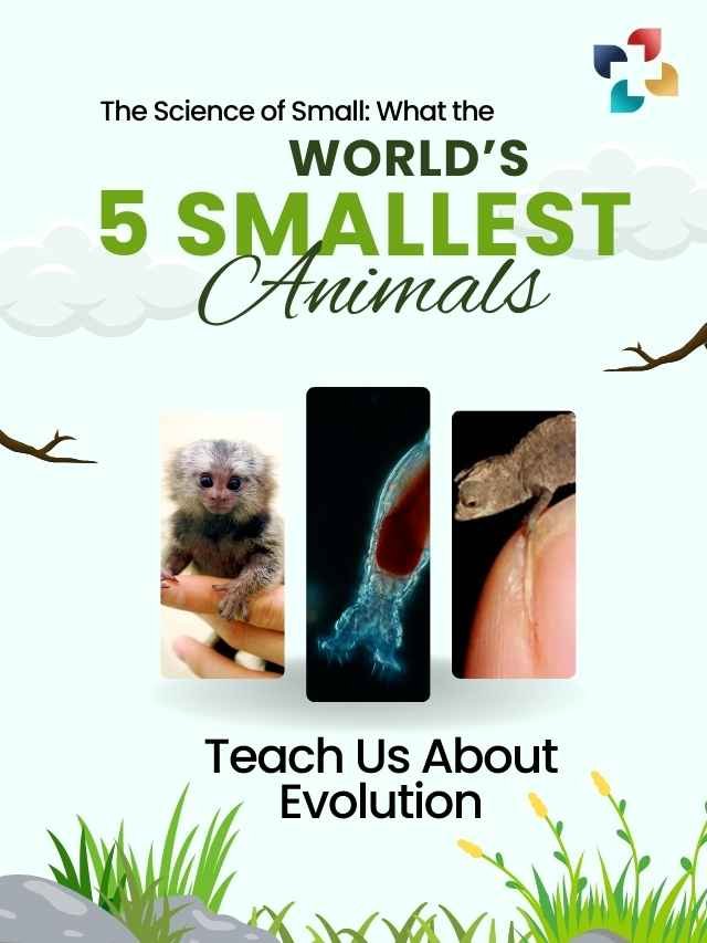 Smallest Animals in the World: Evolution Lessons from 05 Tiny Species