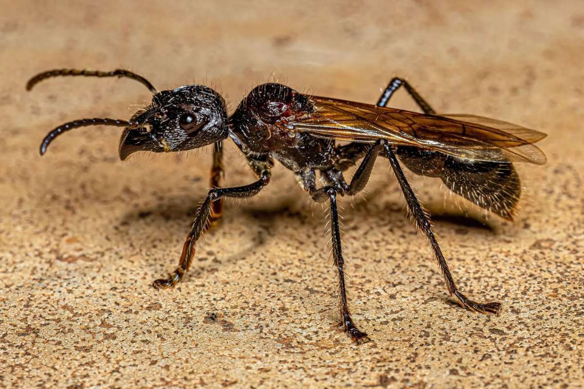 Top 5 Most Poisonous Ants In the World That Cause Extreme Pain | The Lifesciences Magazine