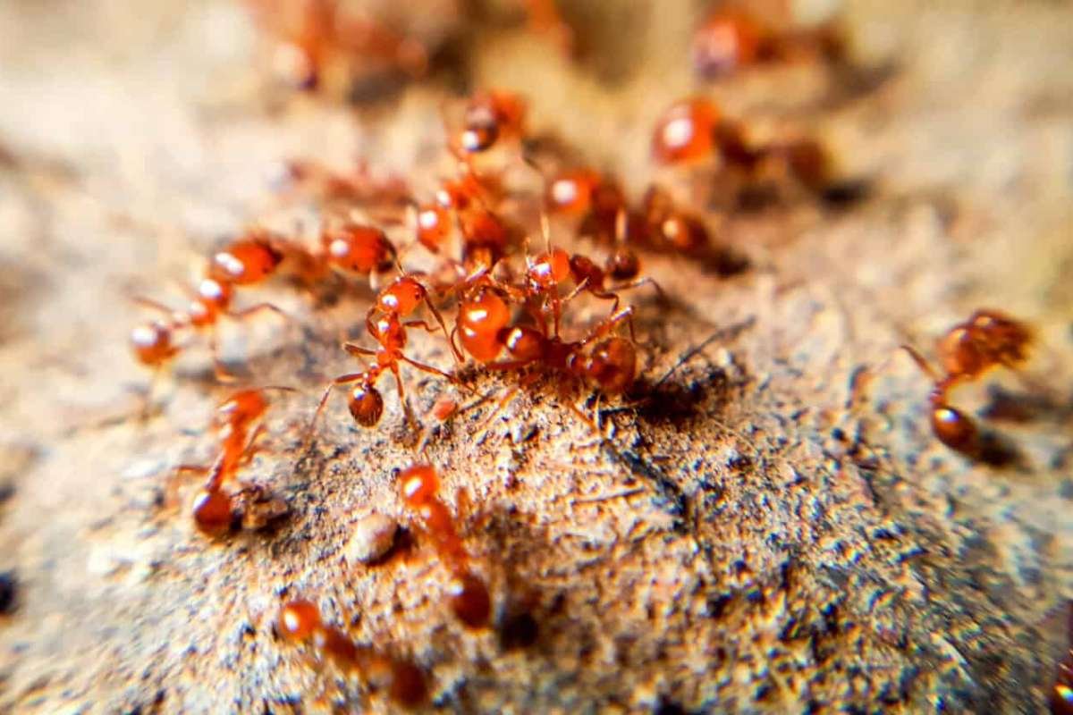 Top 5 Most Poisonous Ants In the World That Cause Extreme Pain | The Lifesciences Magazine