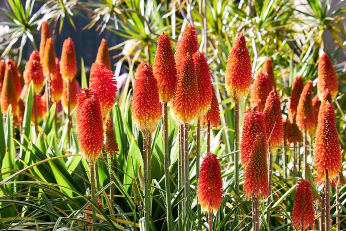 Flowering Aloe Vera Plants: How to Make Aloe Bloom Naturally? | The Lifesciences Magazine