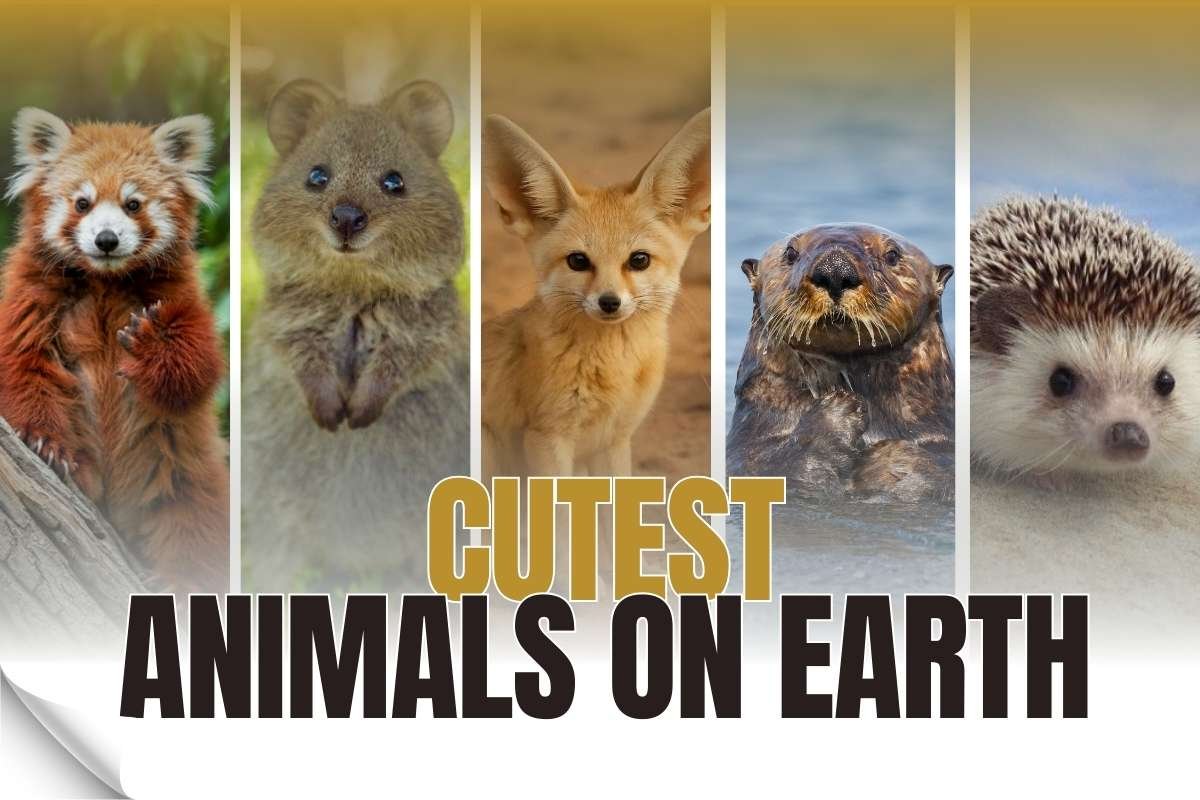 Top 15 Cutest Animals on Earth That Will Melt Your Heart | The Lifesciences Magazine