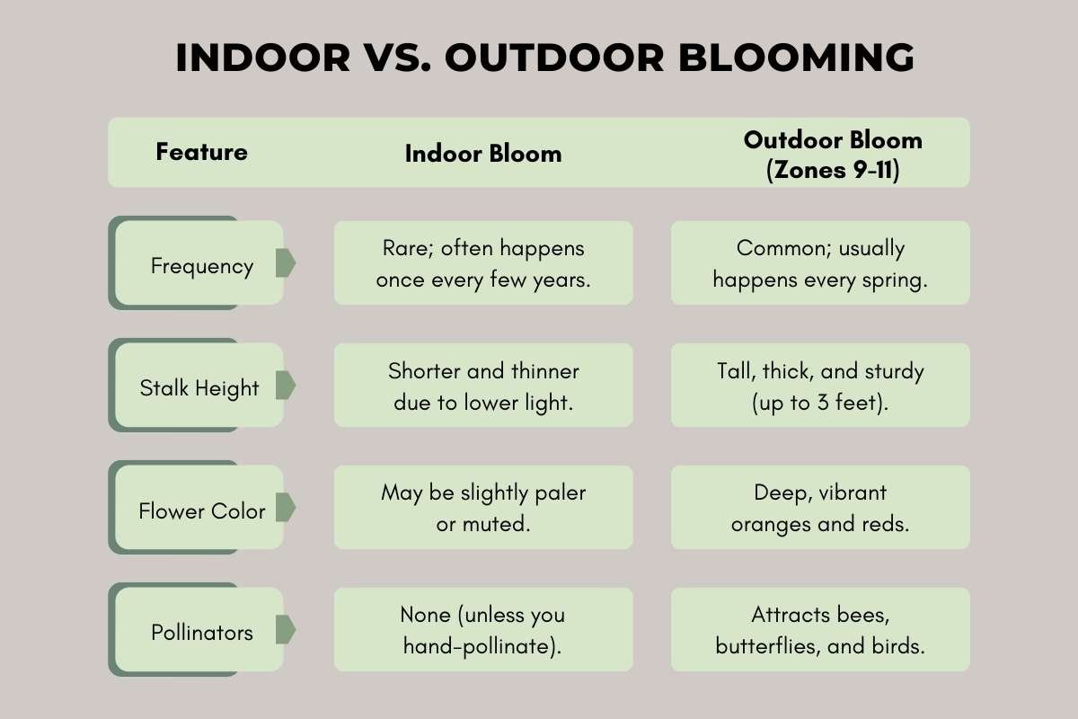 Flowering Aloe Vera Plants: How to Make Aloe Bloom Naturally? | The Lifesciences Magazine
