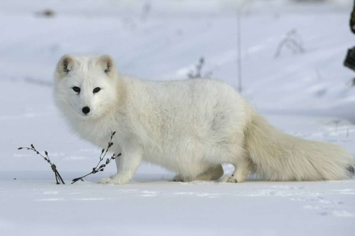 Top 15 Cutest Animals on Earth That Will Melt Your Heart | The Lifesciences Magazine