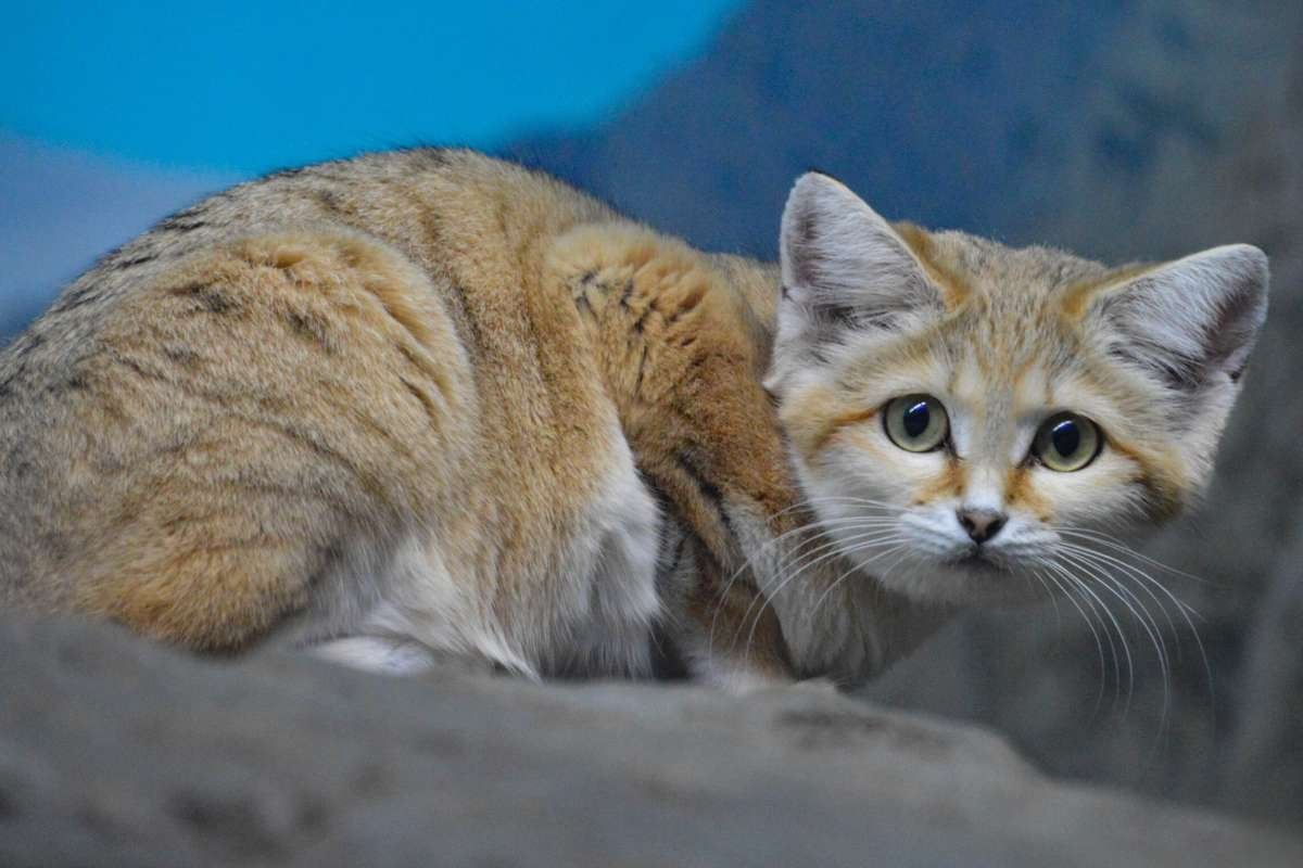 Top 15 Cutest Animals on Earth That Will Melt Your Heart | The Lifesciences Magazine