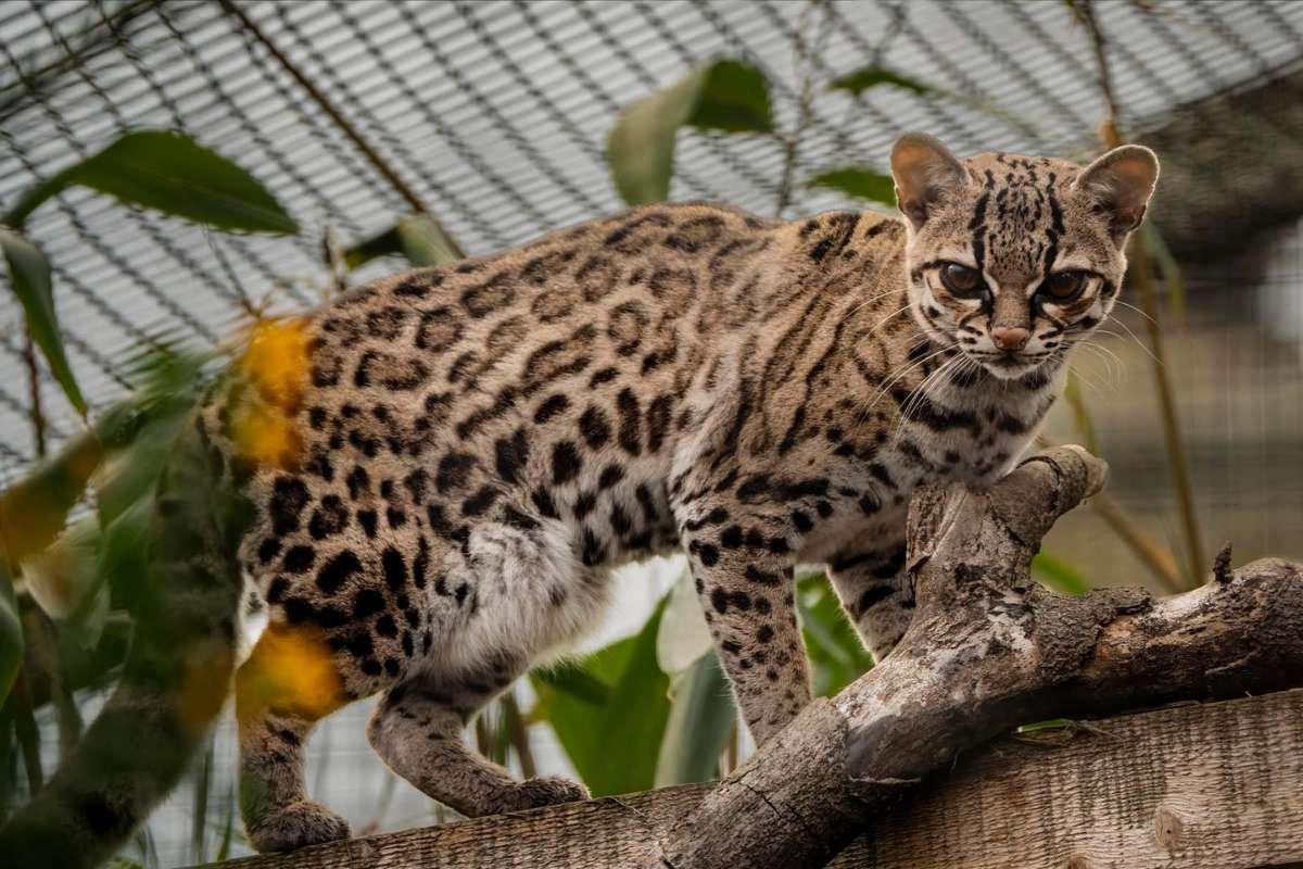 Top 15 Cutest Animals on Earth That Will Melt Your Heart | The Lifesciences Magazine