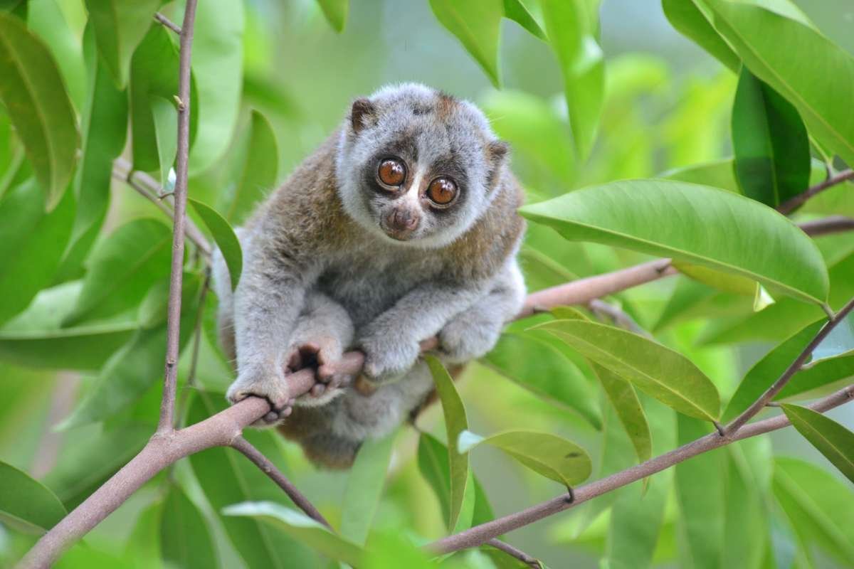 Top 15 Cutest Animals on Earth That Will Melt Your Heart | The Lifesciences Magazine