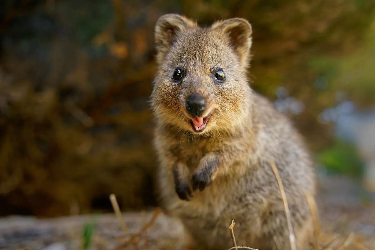 Top 15 Cutest Animals on Earth That Will Melt Your Heart | The Lifesciences Magazine