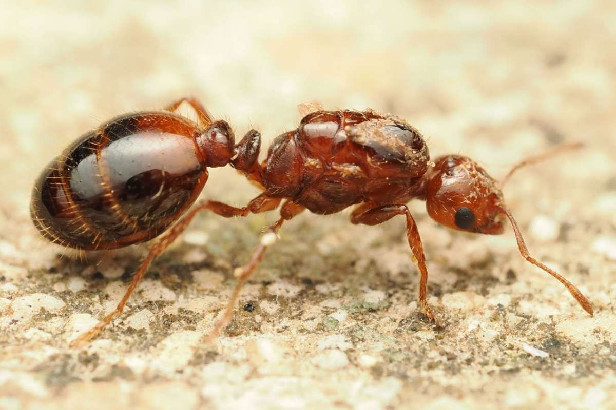 Top 5 Most Poisonous Ants In the World That Cause Extreme Pain | The Lifesciences Magazine
