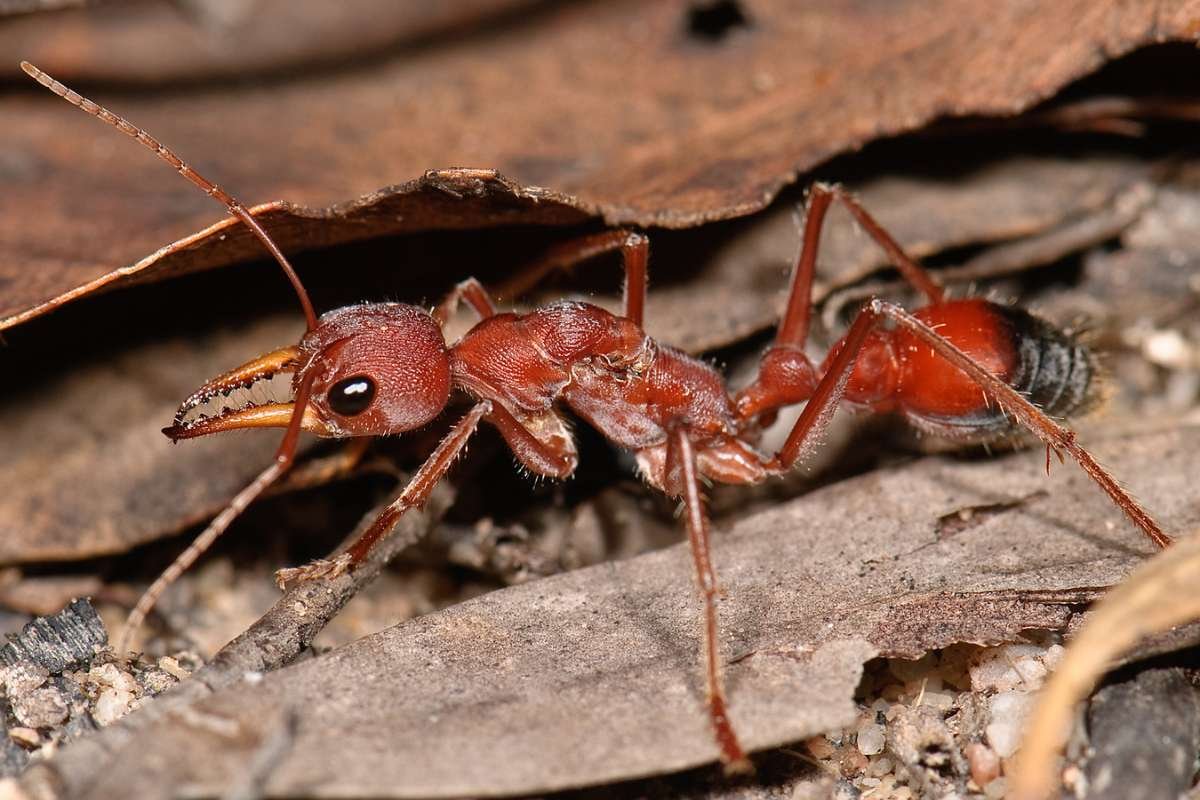 Top 5 Most Poisonous Ants In the World That Cause Extreme Pain | The Lifesciences Magazine