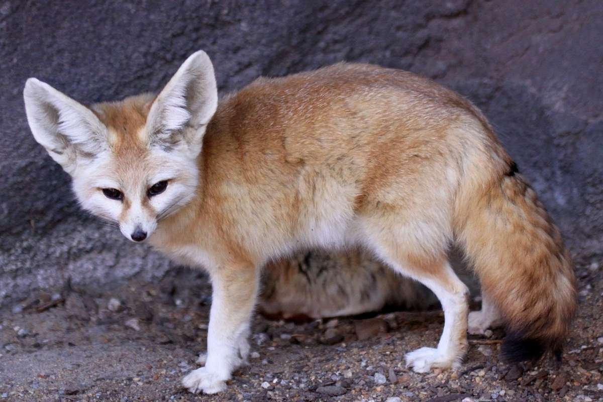 Top 15 Cutest Animals on Earth That Will Melt Your Heart | The Lifesciences Magazine