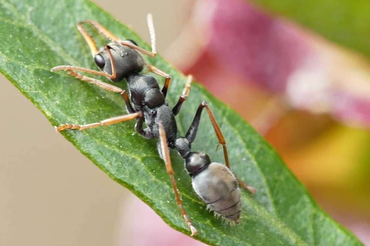 Top 5 Most Poisonous Ants In the World That Cause Extreme Pain | The Lifesciences Magazine