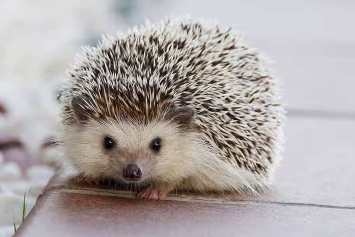 Top 15 Cutest Animals on Earth That Will Melt Your Heart | The Lifesciences Magazine