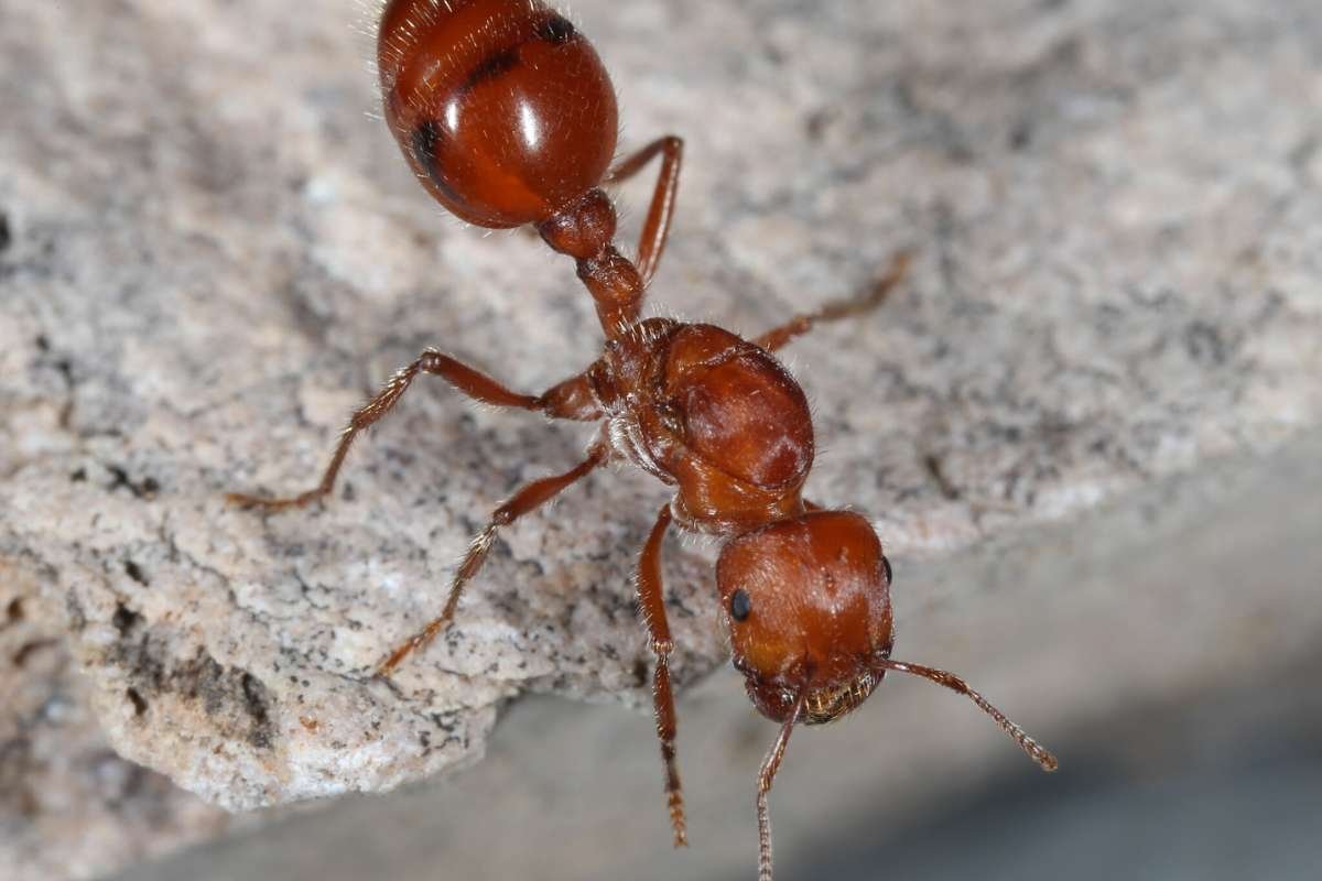 Top 5 Most Poisonous Ants In the World That Cause Extreme Pain | The Lifesciences Magazine