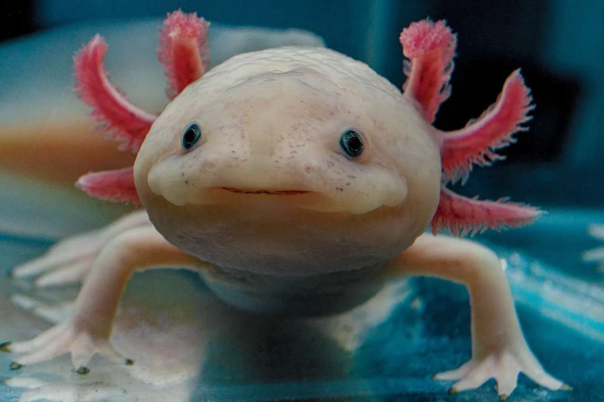 Top 15 Cutest Animals on Earth That Will Melt Your Heart | The Lifesciences Magazine