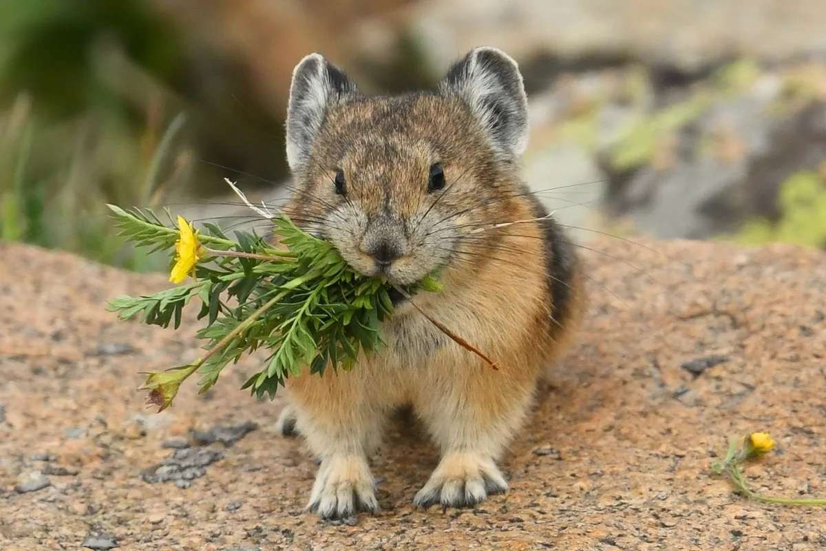 Top 15 Cutest Animals on Earth That Will Melt Your Heart | The Lifesciences Magazine
