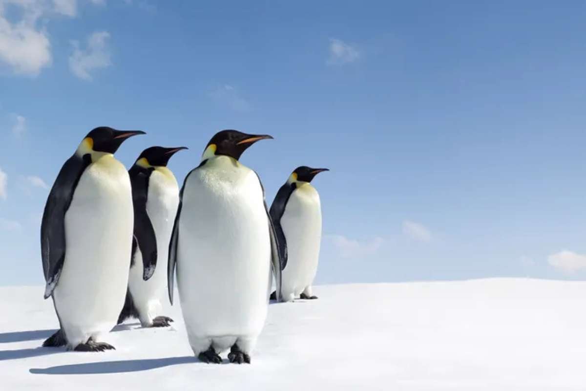 Top 15 Cutest Animals on Earth That Will Melt Your Heart | The Lifesciences Magazine