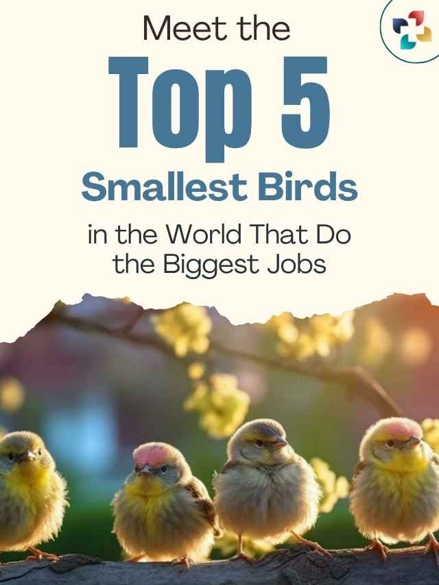 Meet the Top 05 Smallest Birds in the World and Their Big Roles