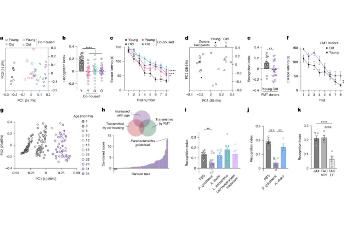 Gut Microbiome Linked To Memory Loss In Aging Study | The Lifesciences Magazine