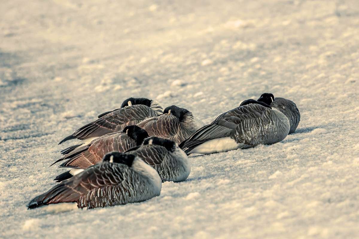 Thousands of Dead Geese Found Across New Jersey Amid Bird Flu | The Lifesciences Magazine