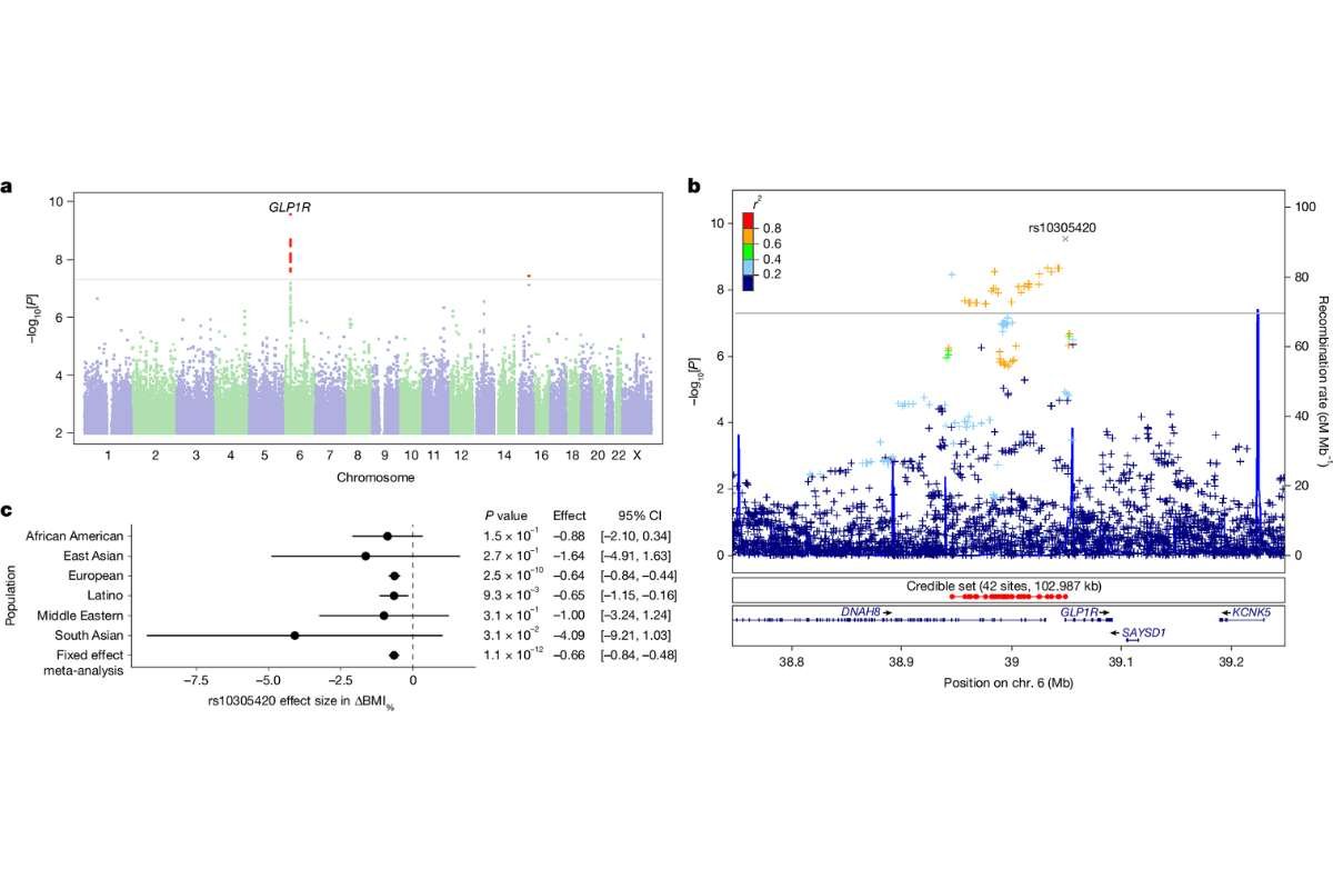 GLP-1 Genetic Study: Why Weight-Loss Responses Differ | The Lifesciences Magazine