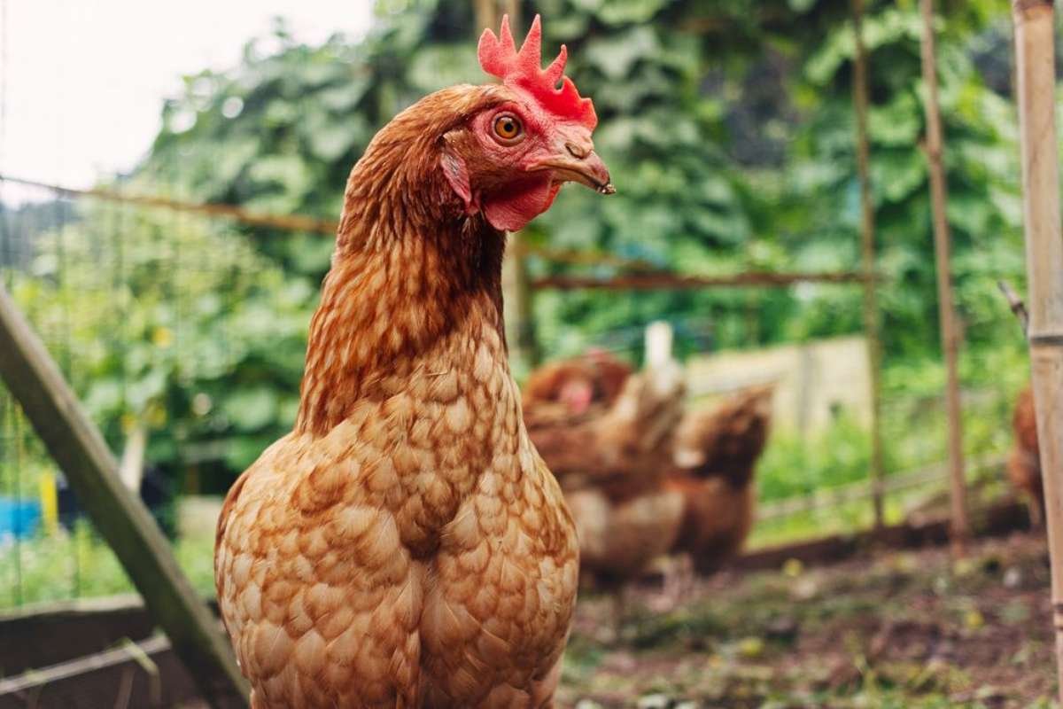 Headless Chicken Movement Explained: Why They Run After Death | The Lifesciences Magazine