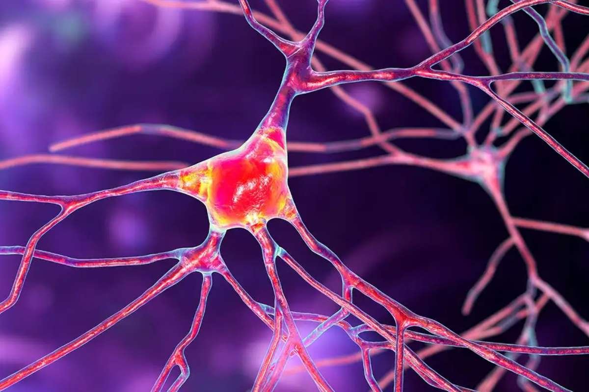 Scientists Discover Neural Signature of Psychedelic Drugs | The Lifesciences Magazine