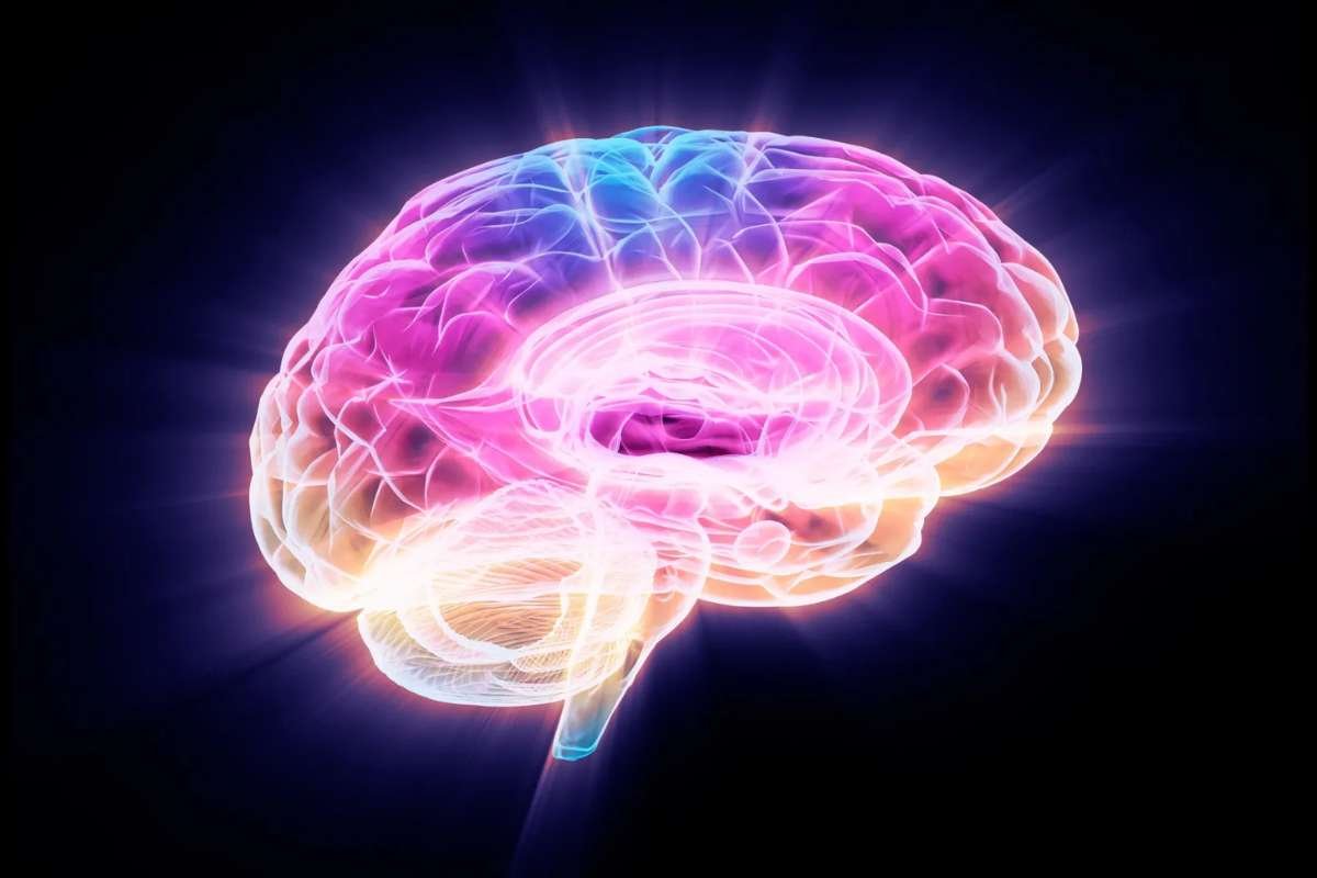 Brain Aging Protein FTL1 Linked to Memory Loss Reversal | The Lifesciences Magazine