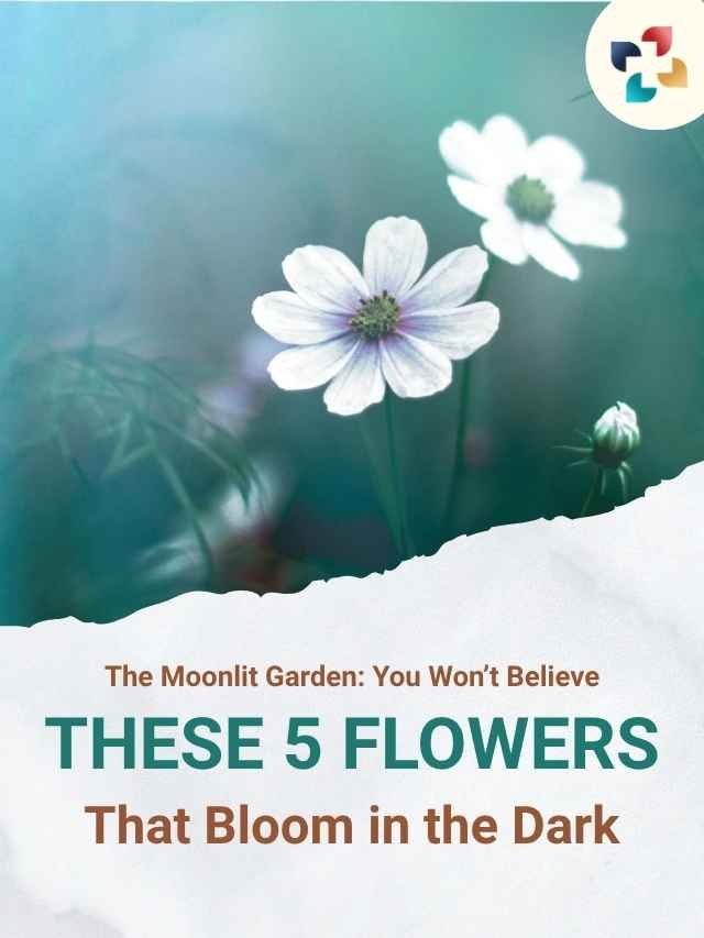 Enchanting Flowers That Bloom in the Dark: Moonlit Secrets