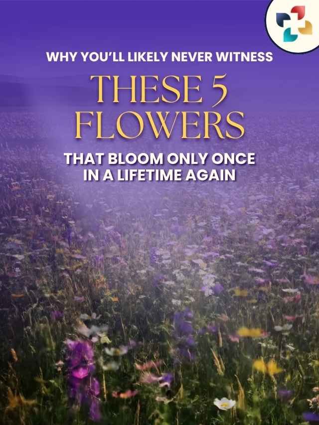 05 Stunning Flowers That Bloom Only Once in a Lifetime Again | The Lifesciences Magazine
