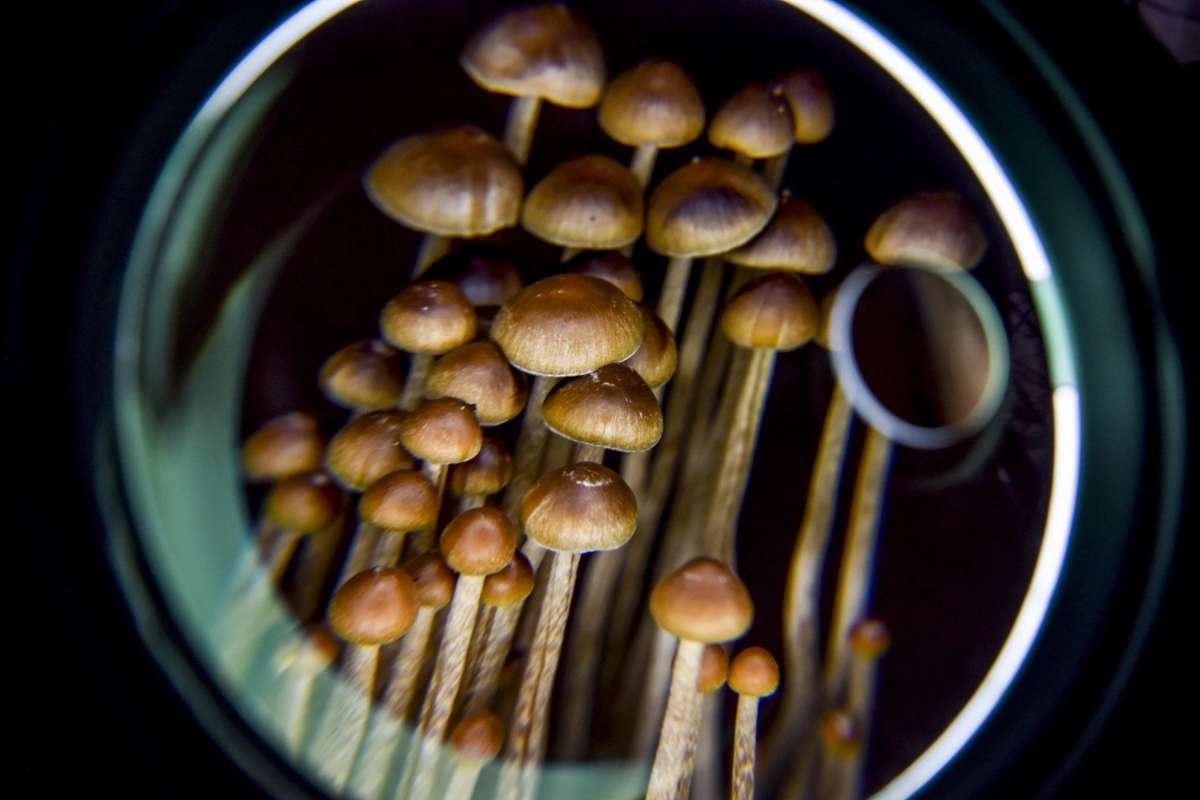 Psilocybin Study Reveals Psychedelics Alter Brain Pathways | The Lifesciences Magazine