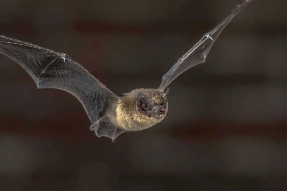 Rabid Bat Bend Oregon Triggers Health Warning in Region | The Lifesciences Magazine