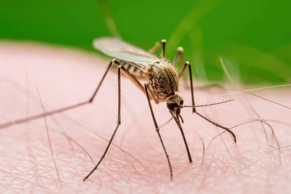 Mosquitoes Learn to Seek DEET, Study Finds New Discovery | The Lifesciences Magazine