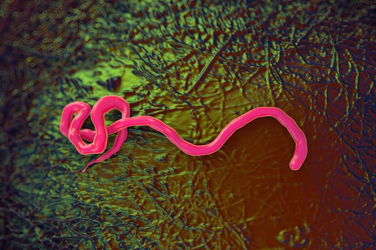 Ebola Outbreak In Congo: WHO Declares Global Health Emergency | The Lifesciences Magazine
