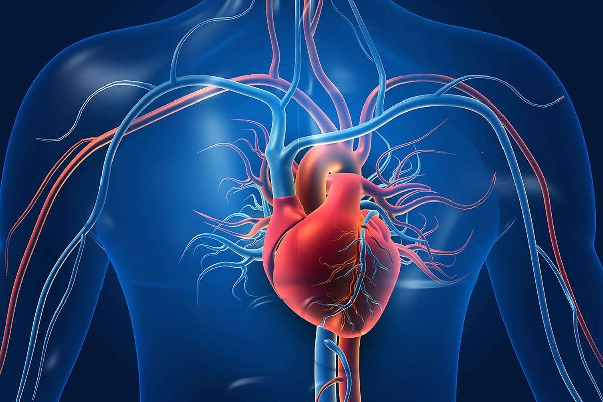 How Does the Heart Work? A Complete Guide to Heart Function | The Lifesciences Magazine