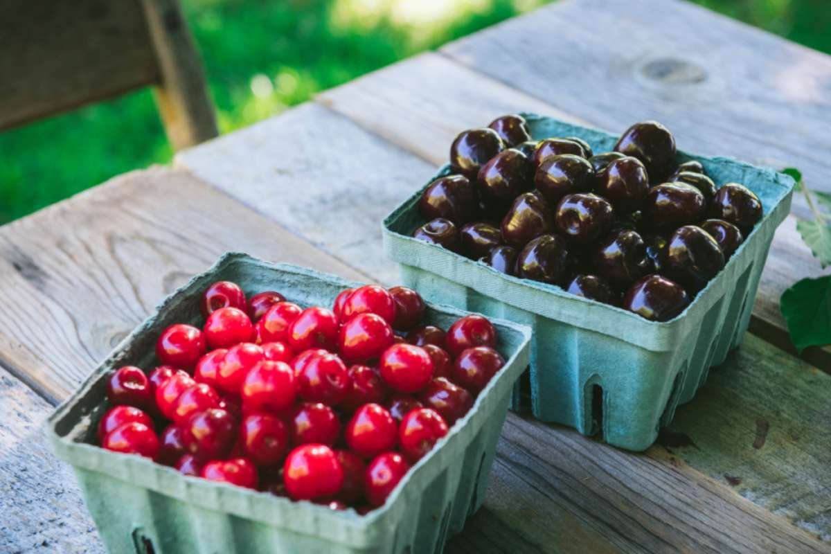 Health Benefits of Cherries for Sleep, Heart Health & Recovery | The Lifesciences Magazine