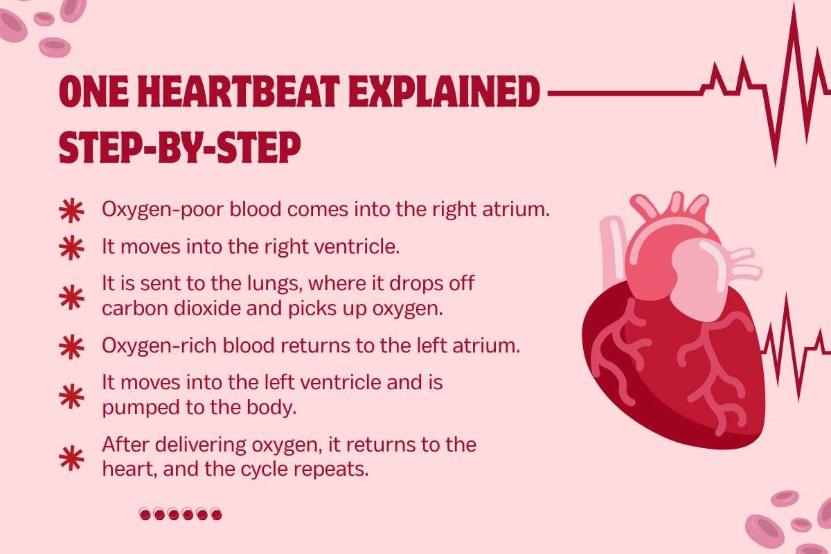 How Does the Heart Work? A Complete Guide to Heart Function | The Lifesciences Magazine